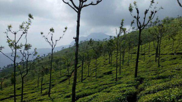 কীভাবে যাবেন নীলগিরির অরণ্য নগরীতে? কীভাবে যাবেন নীলগিরির অরণ্য নগরীতে?