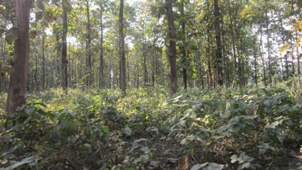 দ্বিতীয় দিন