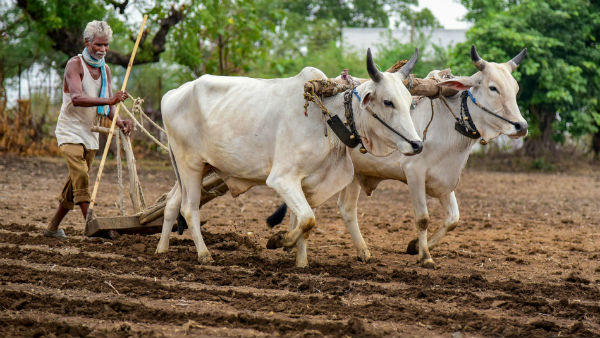 গ্রামীণ ভারত (বিজয়ী নম্বর দুই) 