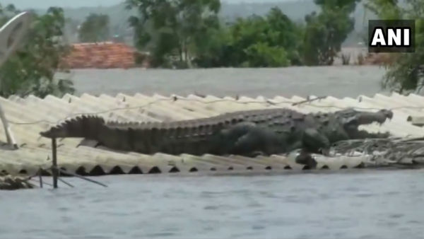 'বাবিয়া' শান্ত এক কুমির