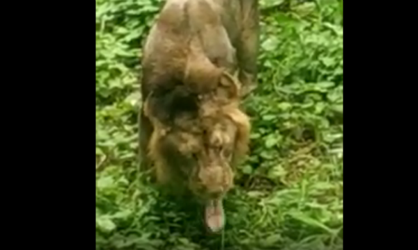  সিংহের ঘাস খাওয়ার নেপথ্যের কারণ 