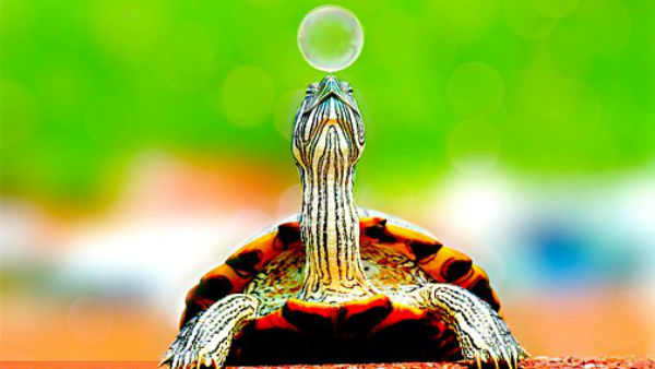 কচ্ছপে মুশকিল আসান! 