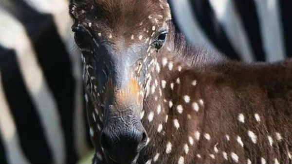 সাদা কালো ডোরা নয়, কেনিয়ায় নতুন রঙের জেব্রা ঘিরে বাড়ছে কৌতুহল সাদা কালো ডোরা নয়, কেনিয়ায় নতুন রঙের জেব্রা ঘিরে বাড়ছে কৌতুহল
