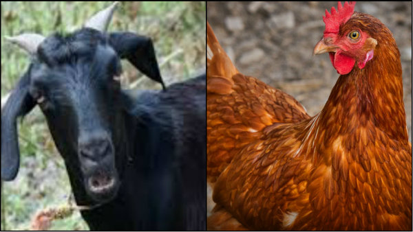 যোগী রাজ্যের প্রভাবশালী নেতার বিরুদ্ধ ছাগল-মুরগি চুরির অভিযোগ! জনসভায় তুমুল কান্না সাংসদের যোগী রাজ্যের প্রভাবশালী নেতার বিরুদ্ধ ছাগল-মুরগি চুরির অভিযোগ! জনসভায় তুমুল কান্না সাংসদের