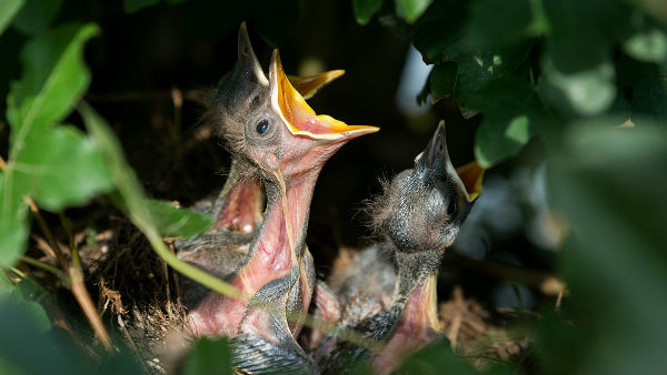 প্রজননে বাধা প্রজননে বাধা