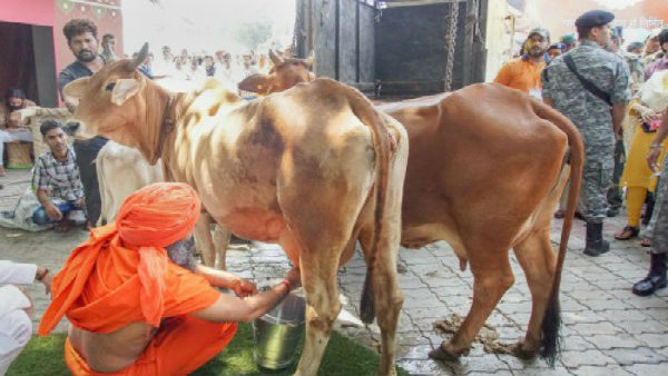 'দেশি গরুর দুধে সোনা থাকে'
