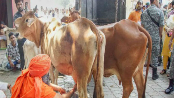 বাছুরের জন্য তিনস্তরীর কোট