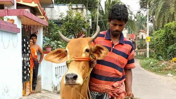 গরুর বিনিময়ে গোল্ড লোন