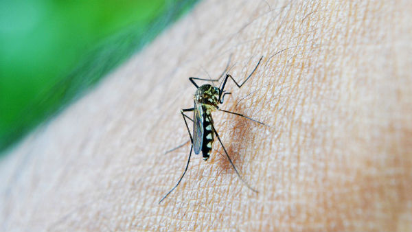 জ্বরের নেপথ্যে মশা নয়