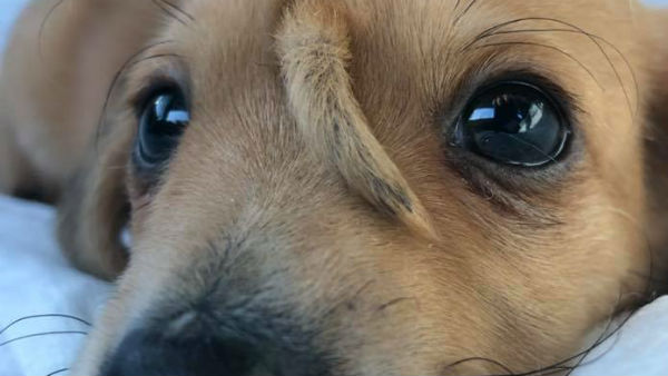 ভাইরাল ভিডিও 