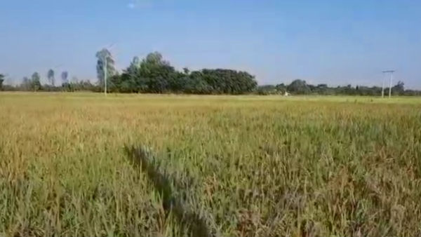 জৈব চাষে উৎসাহ বাড়ছে উত্তর দিনাজপুরে জৈব চাষে উৎসাহ বাড়ছে উত্তর দিনাজপুরে