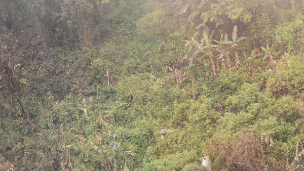 বনকর্মীদের জালে ‘‌লাদেন‌’‌