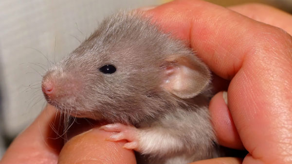  ইঁদুরের ওপর গবেষণা