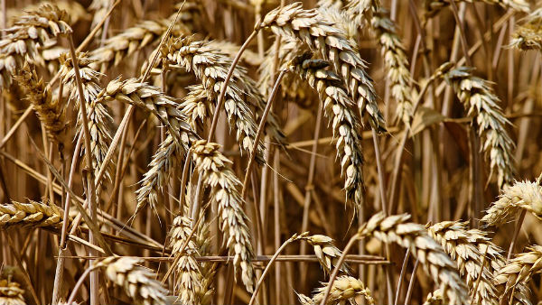 খাদ্যশস্যের উৎপাদন কমেছে