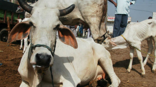 বেসাহারা গোবংশ সাহাবিতা যোজনা