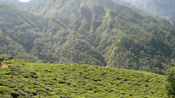 পদ্মজা নায়ডু জুলজিক্যাল পার্ক 