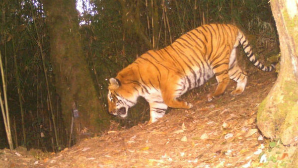 করোনা আবহের মধ্যে সুসংবাদ, সুন্দরবনে বাড়ল বাঘের সংখ্যা করোনা আবহের মধ্যে সুসংবাদ, সুন্দরবনে বাড়ল বাঘের সংখ্যা