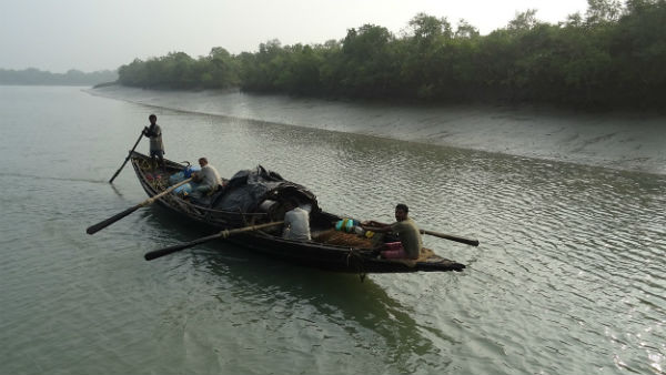 সুন্দরবনের জঙ্গলে কাঁকড়া ধরতে গিয়ে বাঘের হামলায় ফের মৃত্যু সুন্দরবনের জঙ্গলে কাঁকড়া ধরতে গিয়ে বাঘের হামলায় ফের মৃত্যু