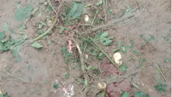 শালবনীতে হাতির হানায় মৃত্যু একজনের 