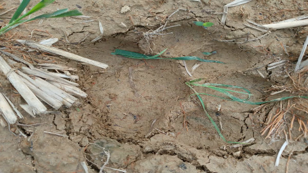 পায়ের ছাপ দেখে বাঘের আতঙ্ক ঝাড়গ্রামে পায়ের ছাপ দেখে বাঘের আতঙ্ক ঝাড়গ্রামে