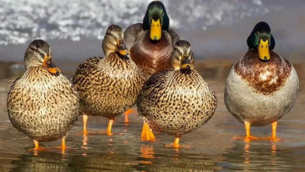 হাঁস ২০০টি পঙ্গপাল খায় রোজ হাঁস ২০০টি পঙ্গপাল খায় রোজ