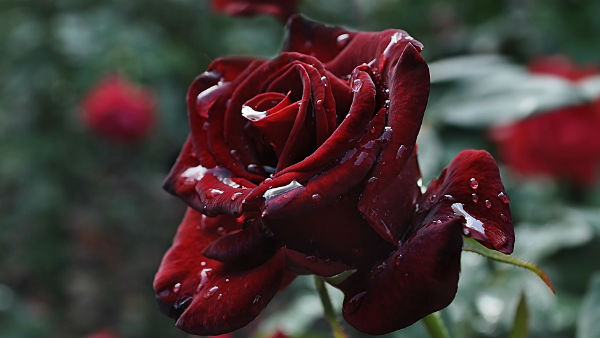 বার্গেন্ডি গোলাপ