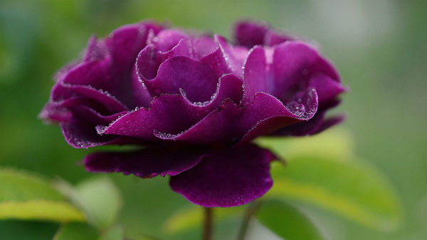 হাল্কা বেগুলি রঙের গোলাপ