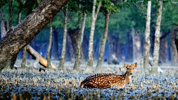 সুন্দরবন জাতীয় উদ্যান