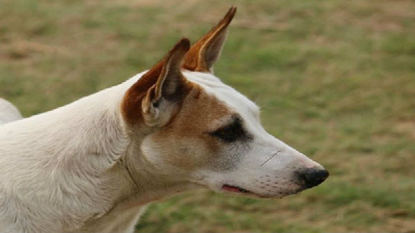 ডগ শোতেও প্রতিবাদ ডগ শোতেও প্রতিবাদ