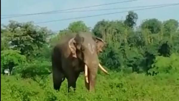 সিএএ-তে এল হাতি নাম, জলপাইগুড়িতে চাঞ্চল্য সিএএ-তে এল হাতি নাম, জলপাইগুড়িতে চাঞ্চল্য