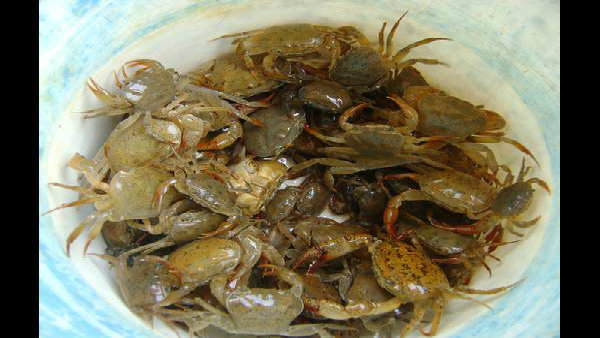 দরকার সরকারি সাহায্য