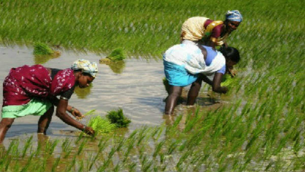 হর্টিকালচারকে গুরুত্ব