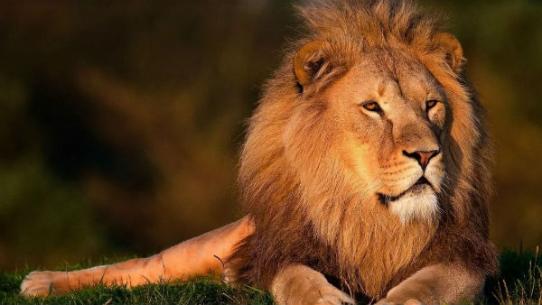 সিংহ গোষ্ঠী বিলুপ্ত হওয়ার আশঙ্কা সিংহ গোষ্ঠী বিলুপ্ত হওয়ার আশঙ্কা