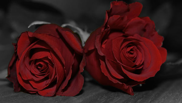 লাল গোলাপ