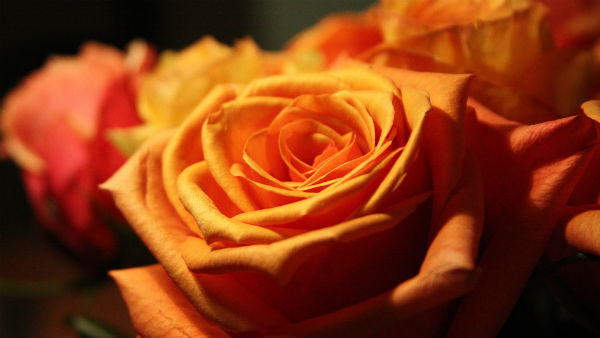 কমলা গোলাপ