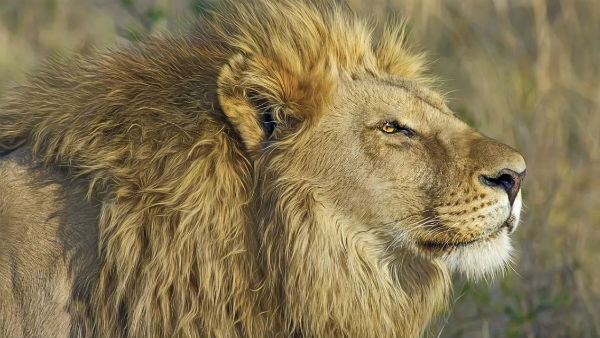 উদাসীন গুজরাট সরকার উদাসীন গুজরাট সরকার