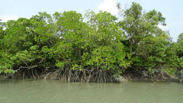 বাস্তুতন্ত্রের ভারসাম্য বজায় রাখতে উদ্যোগ বাস্তুতন্ত্রের ভারসাম্য বজায় রাখতে উদ্যোগ