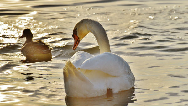 পঙ্গপালে জর্জরিত পাকিস্তান পঙ্গপালে জর্জরিত পাকিস্তান