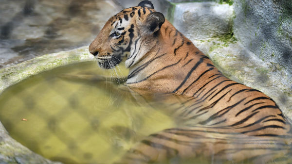 খোলা রয়েছে চিড়িয়াখান খোলা রয়েছে চিড়িয়াখান