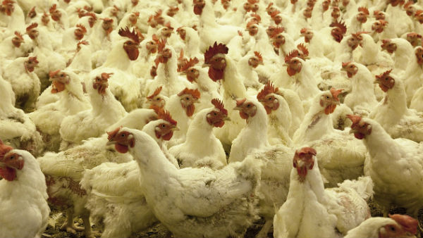 চিকেন মেলার আয়োজন চিকেন মেলার আয়োজন