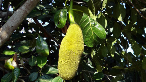 এঁচোড়ের চাহিদা তুঙ্গে এঁচোড়ের চাহিদা তুঙ্গে