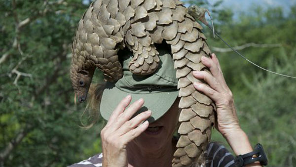 প্যাঙ্গোলিন থেকে করোনা ছড়িয়েছে