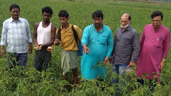 টমেটো চাষিদের পাশে দাঁড়াল কিষাণ কংগ্রেস টমেটো চাষিদের পাশে দাঁড়াল কিষাণ কংগ্রেস