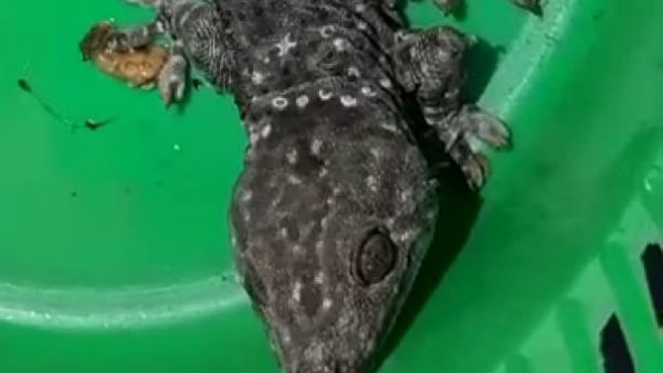 ক্রেতা সেজে পুলিশের অভিযান, তক্ষক-সহ গ্রেফতার যুবক ক্রেতা সেজে পুলিশের অভিযান, তক্ষক-সহ গ্রেফতার যুবক