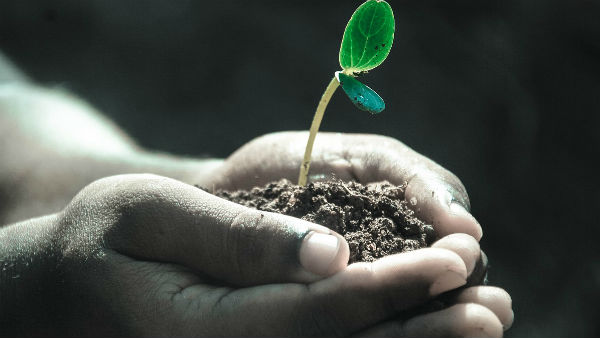  বাড়ির কোনদিকে রাখবেন গাছ?