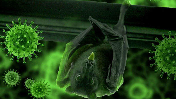 করোনাভাইরাস বহনকারী বাদুড়ের হদিশ