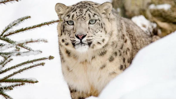 নন্দা দেবী জাতীয় উদ্যানে তুষার চিতা নন্দা দেবী জাতীয় উদ্যানে তুষার চিতা