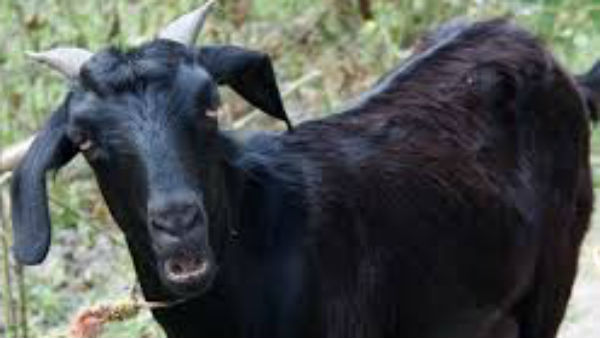 বাইরে বেড়োনোর সময় ছাগলের মুখেও মাস্ক