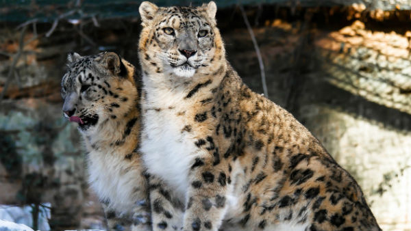 তুষার চিতা সংরক্ষণের জন্য কর্মসূচী তুষার চিতা সংরক্ষণের জন্য কর্মসূচী