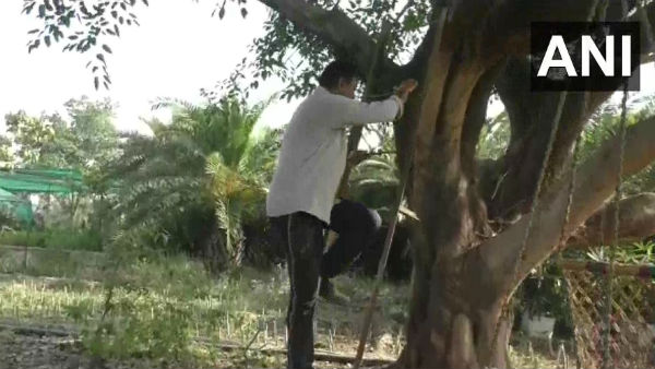 সামাজিক দুরত্ব বজায় রাখতে গাছের ওপর অস্থায়ী বাসা
